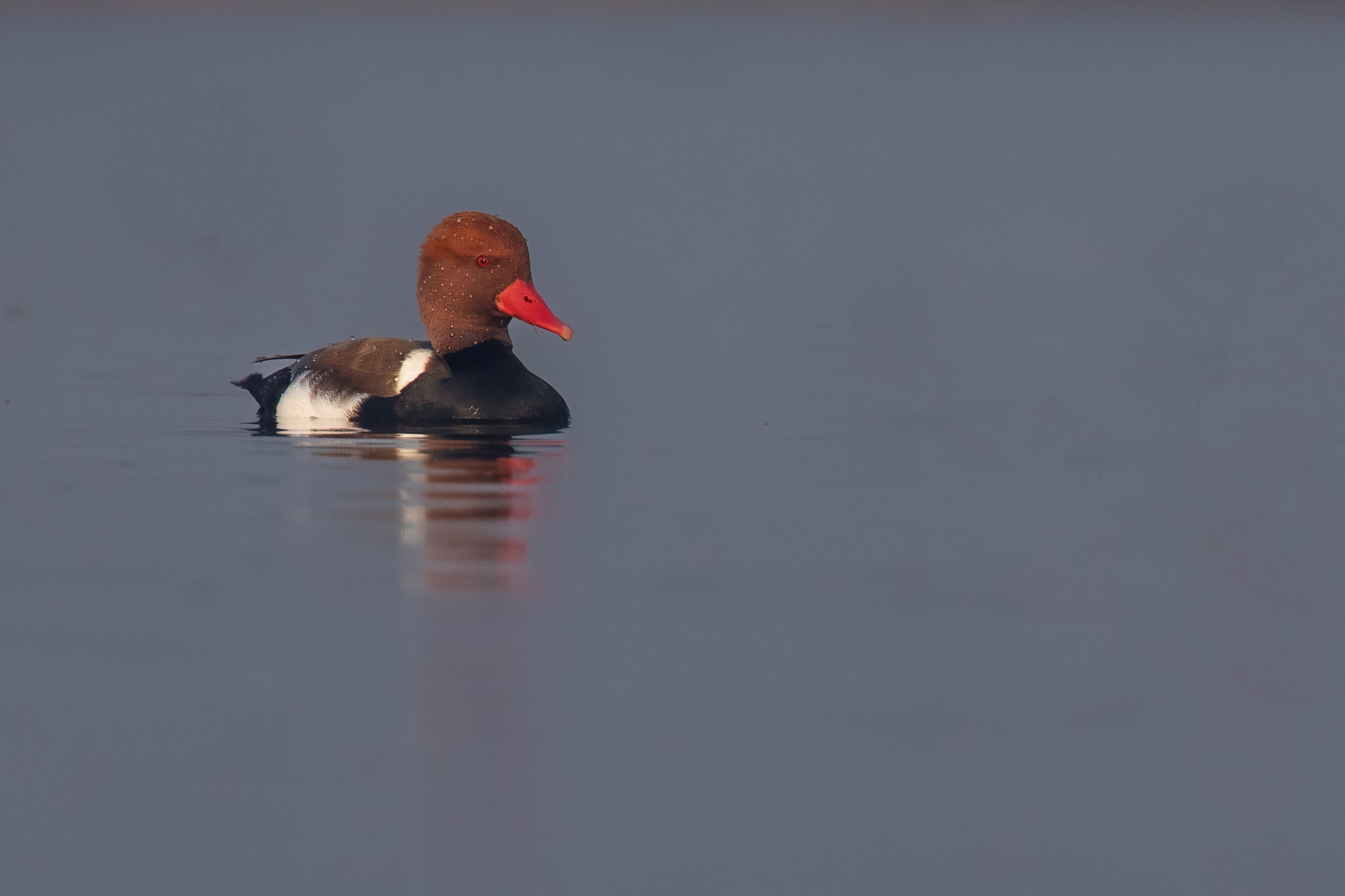 Common Pochard